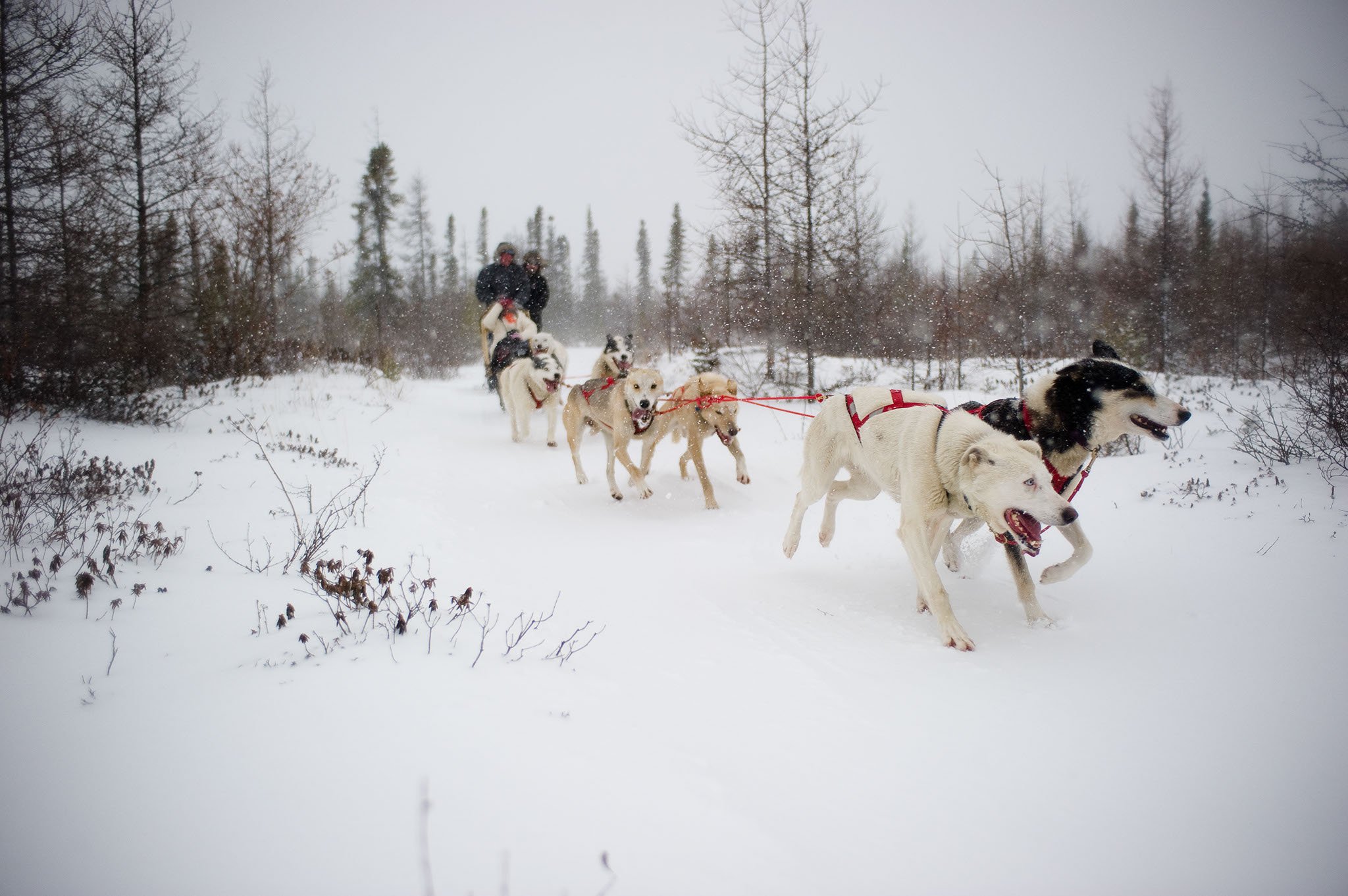 dogsledding.jpg