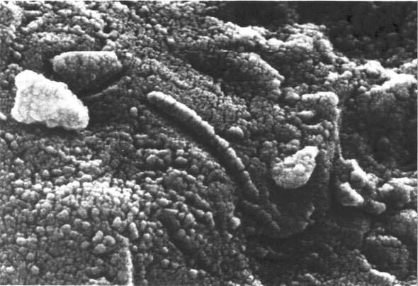 ALH84001-martian-meteorite-bacteria-like-structures-1996.jpg