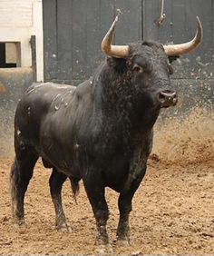 2ea263e7ef708e3fa65c812a76bbcec0--wild-bull-bullfighting.jpg