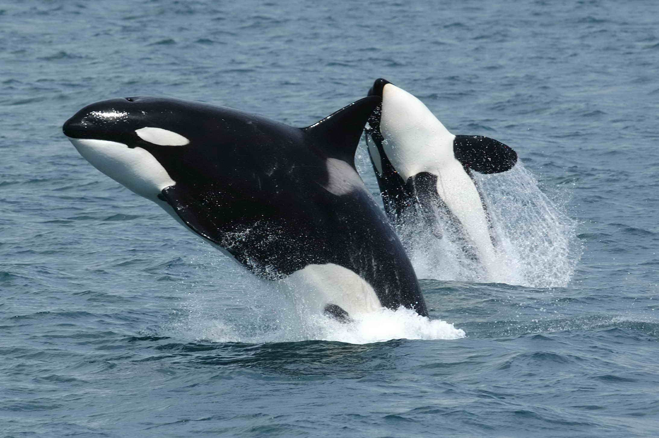 Killerwhales_jumping.jpg