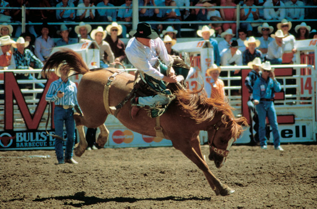 calgary-stampede-1.jpg